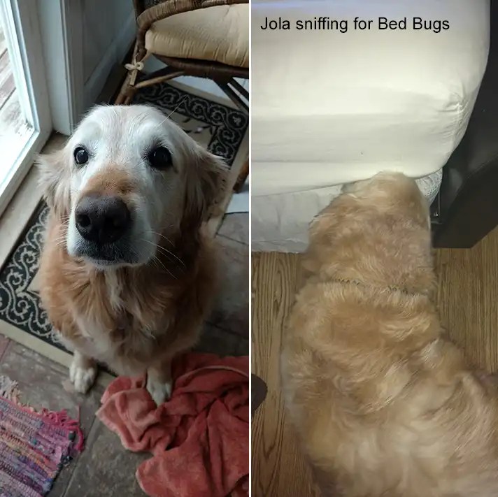 Are Bedbug Sniffing Dogs Accurate