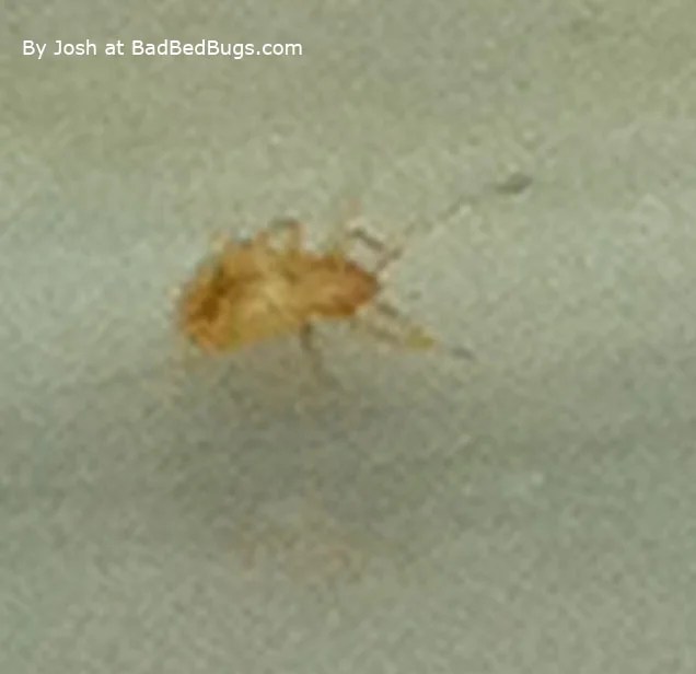 Pictures of Bed Bugs