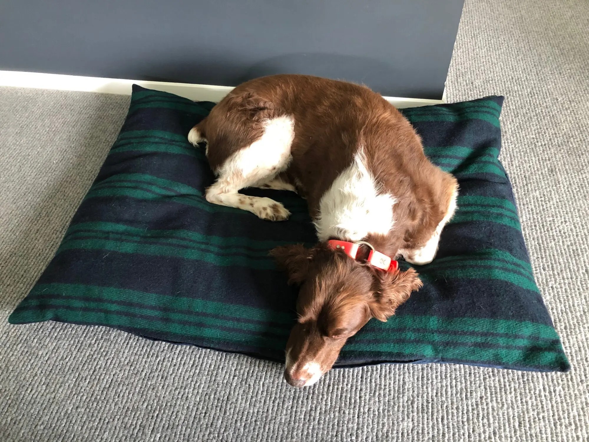 Natural Wool Dog Beds Wool Inner Handmade in NZ