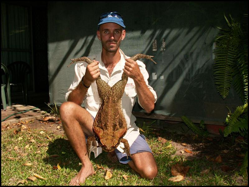 Latest Weapon In Australia's Fight Against Invasive Cane Toads Canned