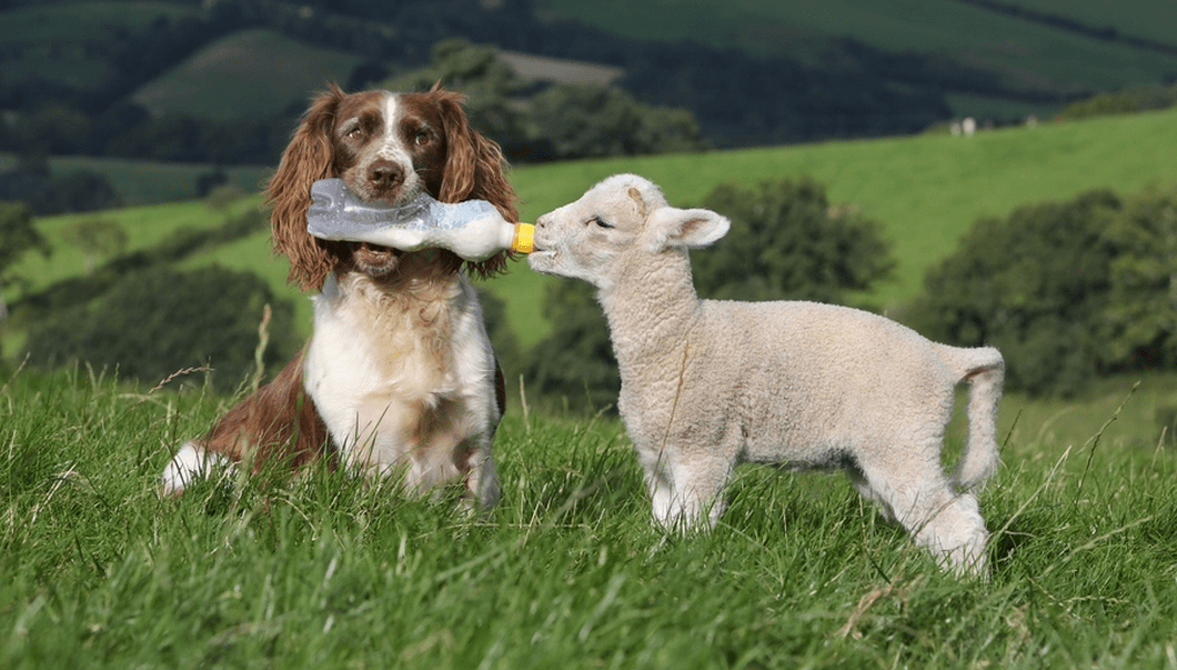 Just a dog, feeding a lamb »