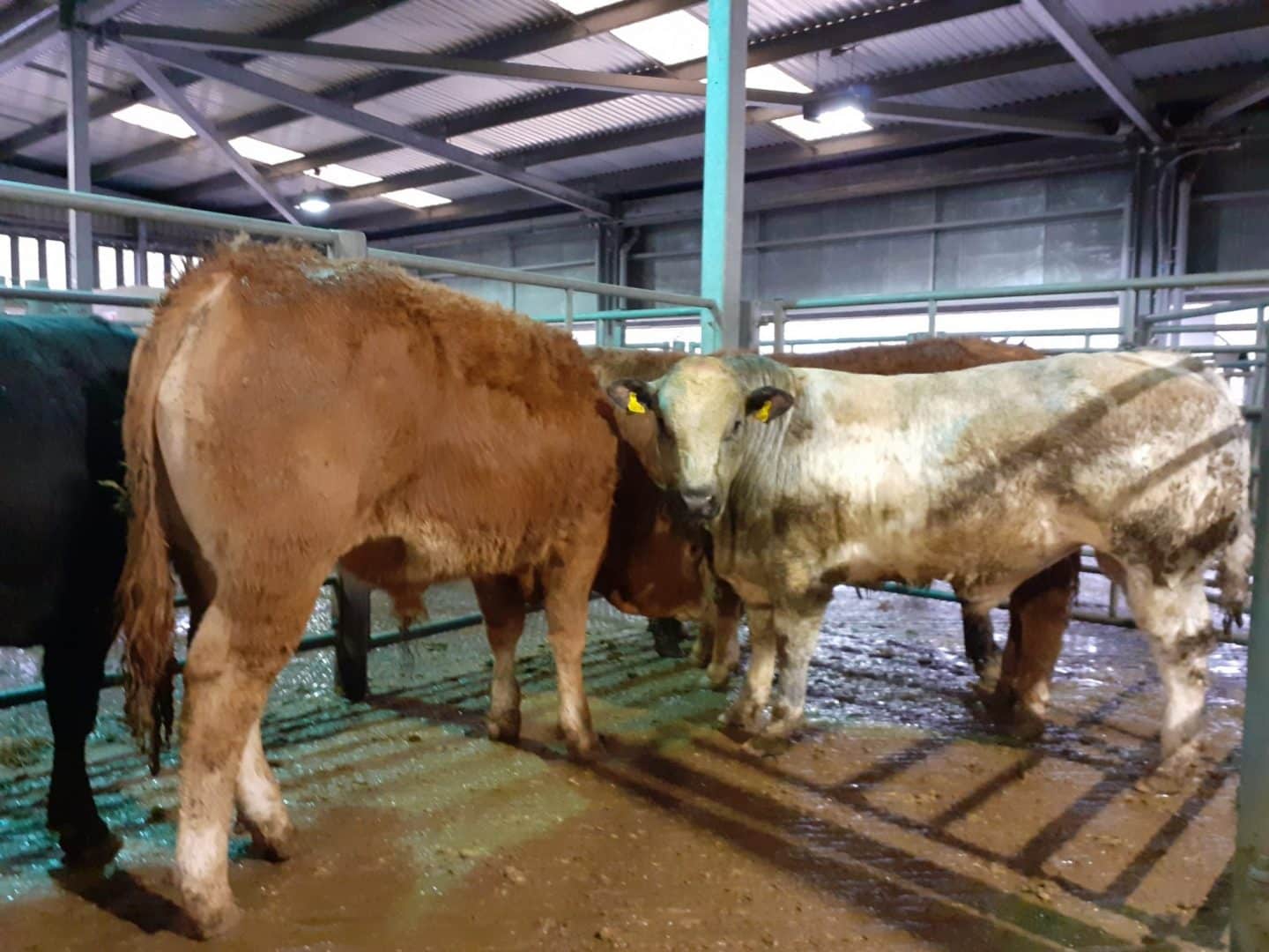 Bakewell Market Store Cattle Sale Bagshaws