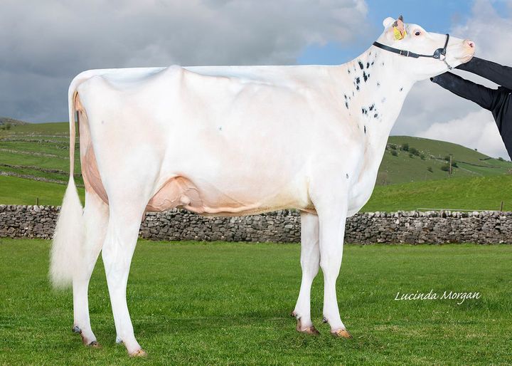 DAIRY Dispersal Sale Bagshaws