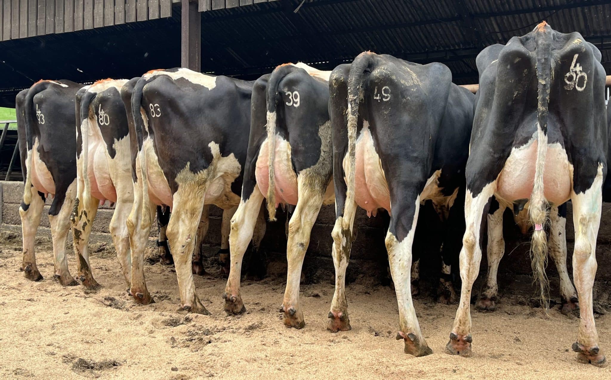 Dairy Dispersal Bagshaws