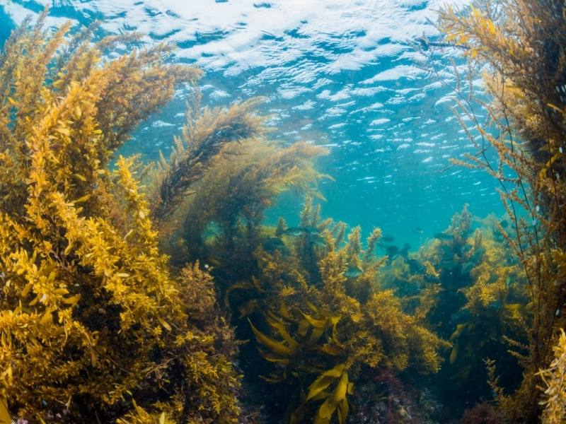 Why Bahamians Need Sea Vegetables Bahamas B2B