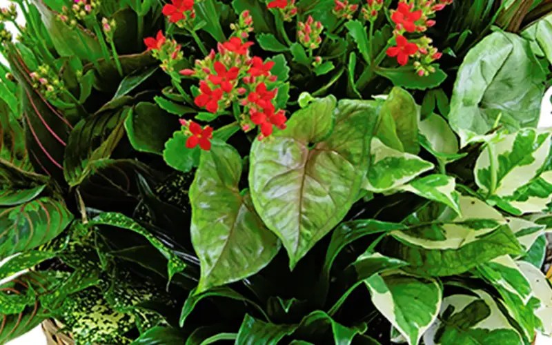 Baker Florist Flower Delivery Dover, OH Florist Dover, OH