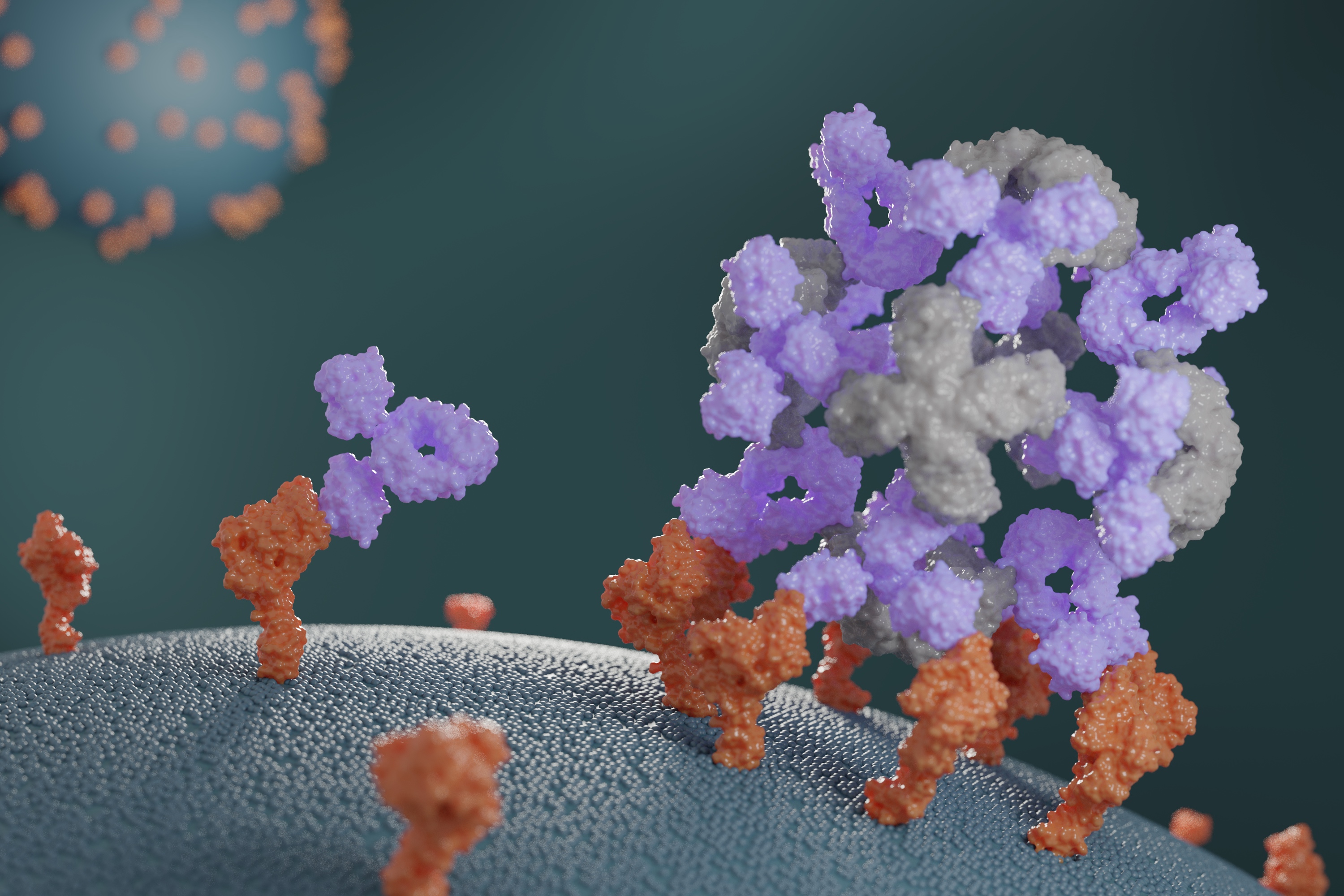 Designed proteins assemble antibodies into modular nanocages Baker Lab