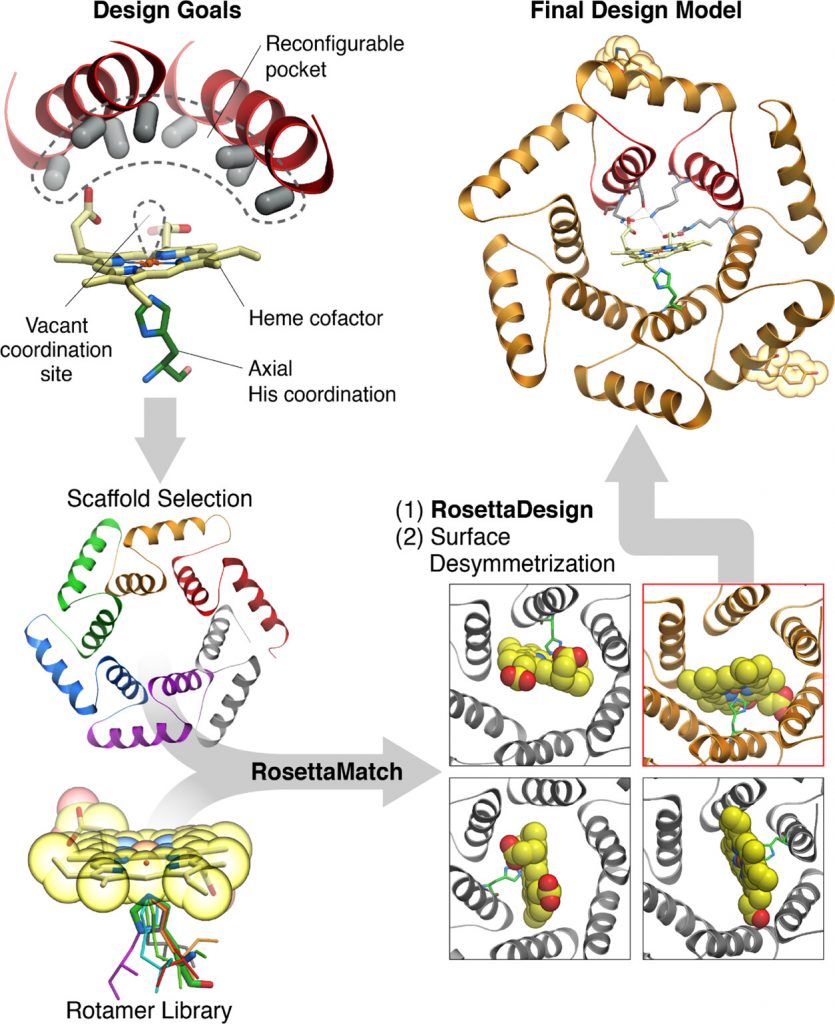 Design of hemebinding enzymes • Baker Lab