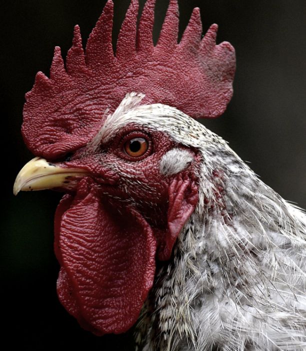 Bob's Cancer Killin Chicken Vegetable Soup on