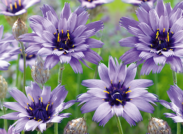Blumen Für Garten Kaufen Online Pflanzenversand Direkt