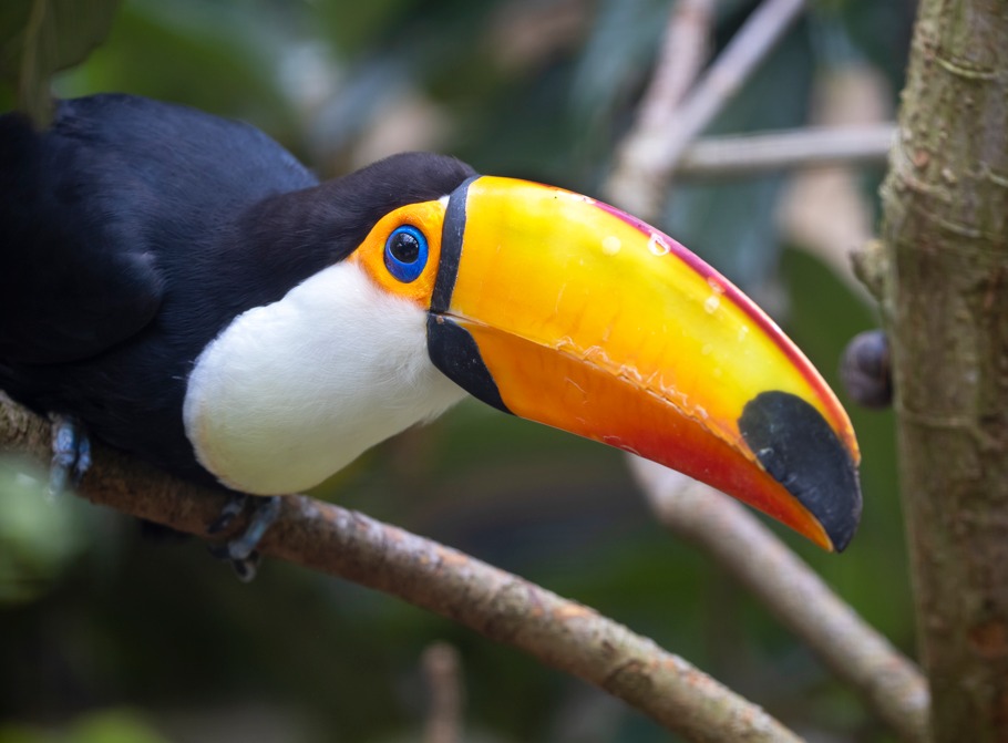 The Difference Between Toucans and Hornbills Taman Safari Bali