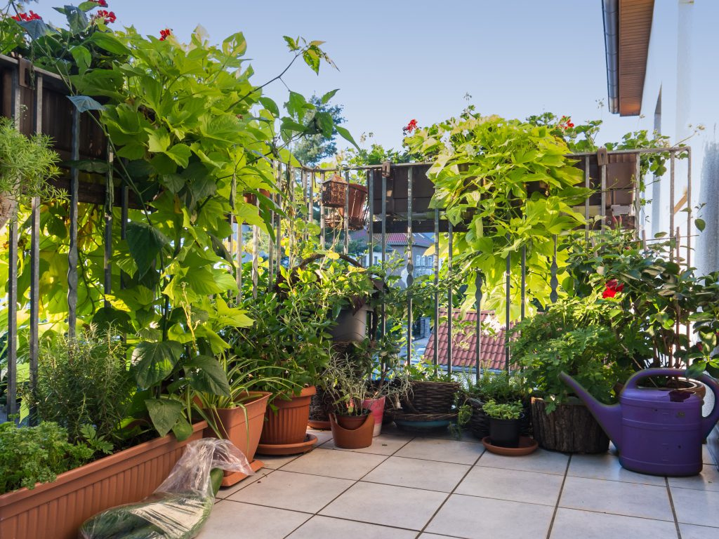 Der Balkon mit Privatsphäre Sichtschutz mit Pflanzen