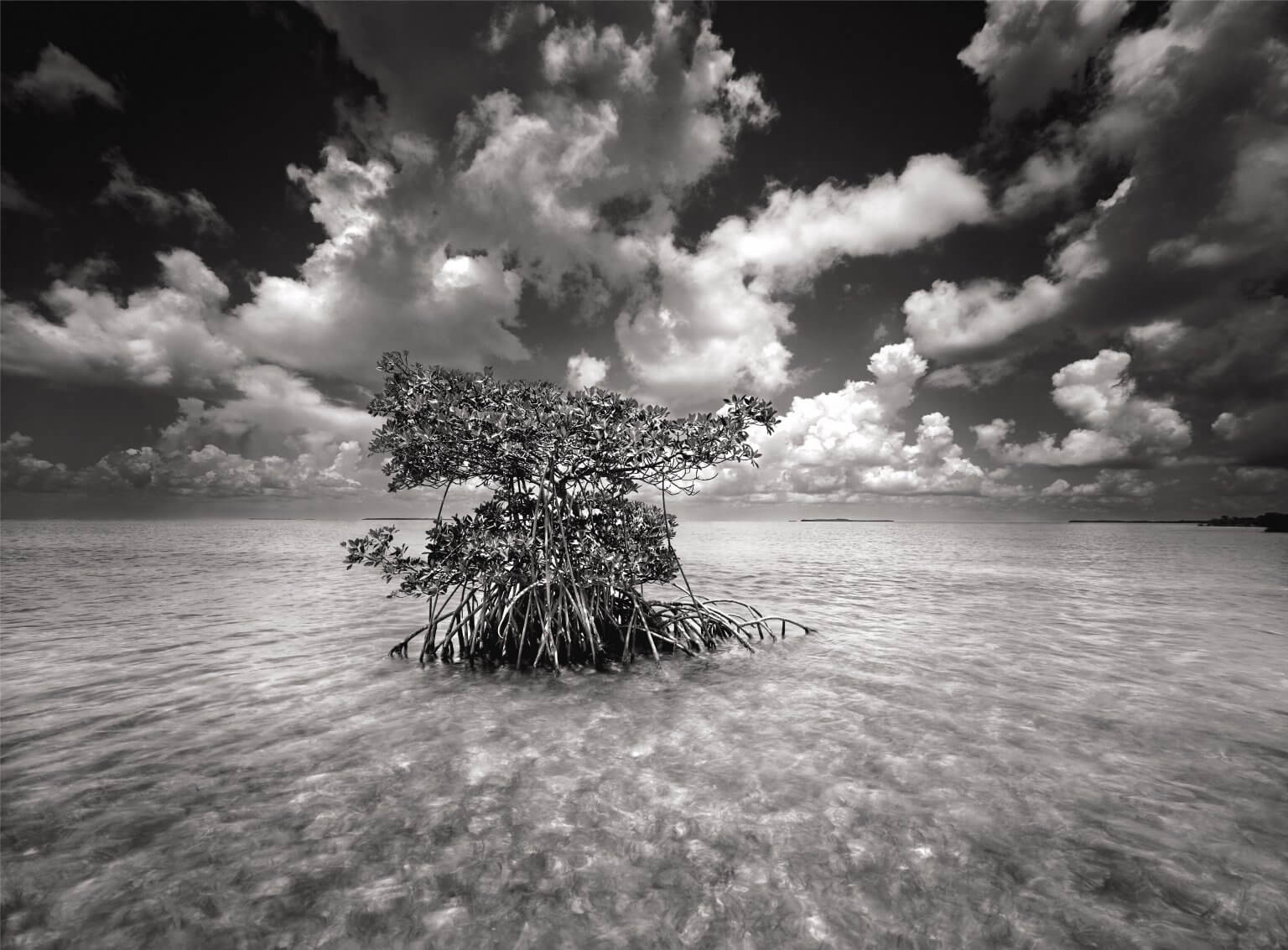 America's Everglades Through the Lens of Clyde Butcher Ballinger