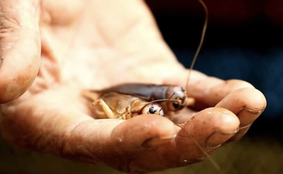 How Long Do Crickets Live? Cricket Lifespan Explained
