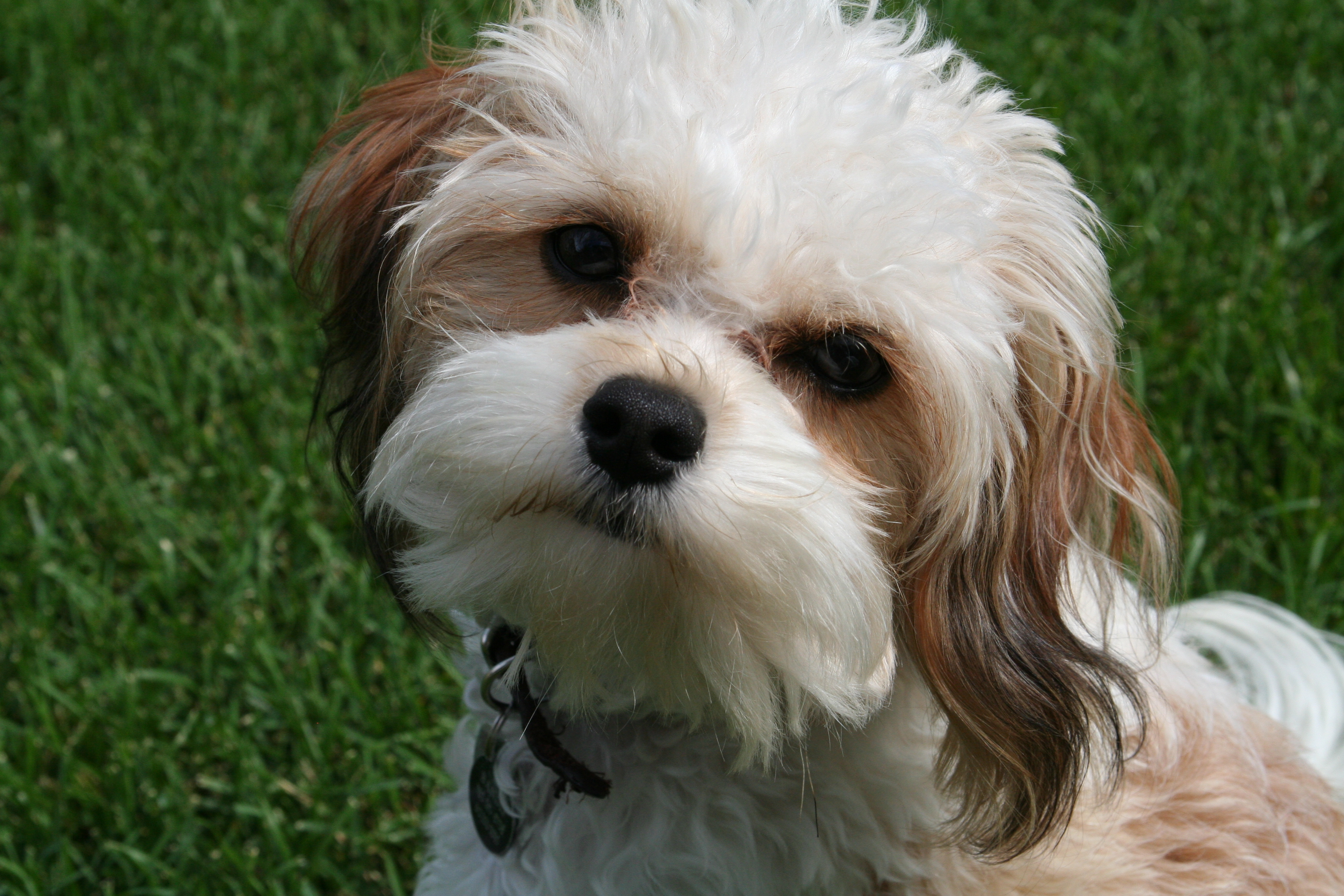 Teacup Cavachon Full Grown