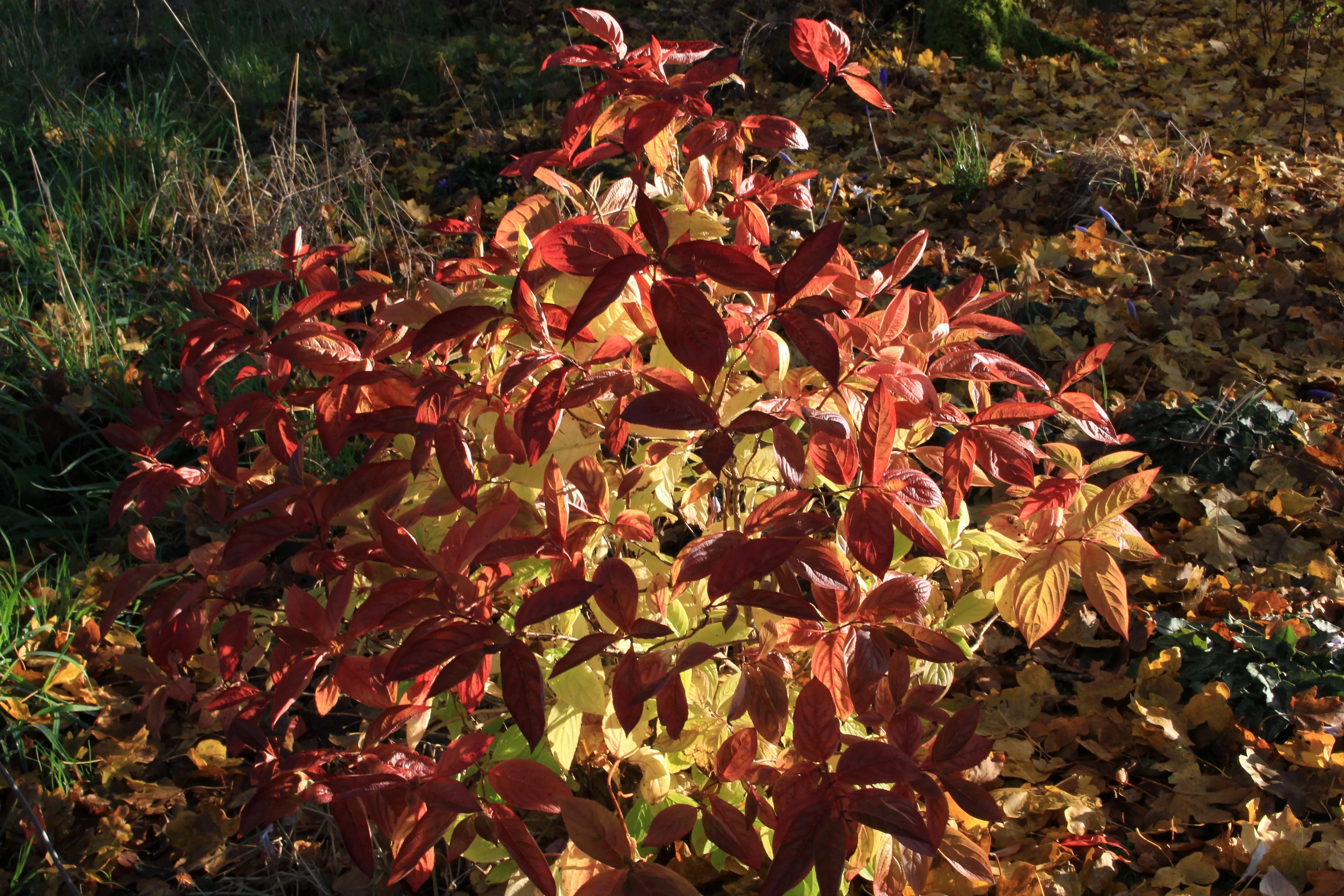 Weigela florida 'Wings of Fire' Ballyrobert Gardens