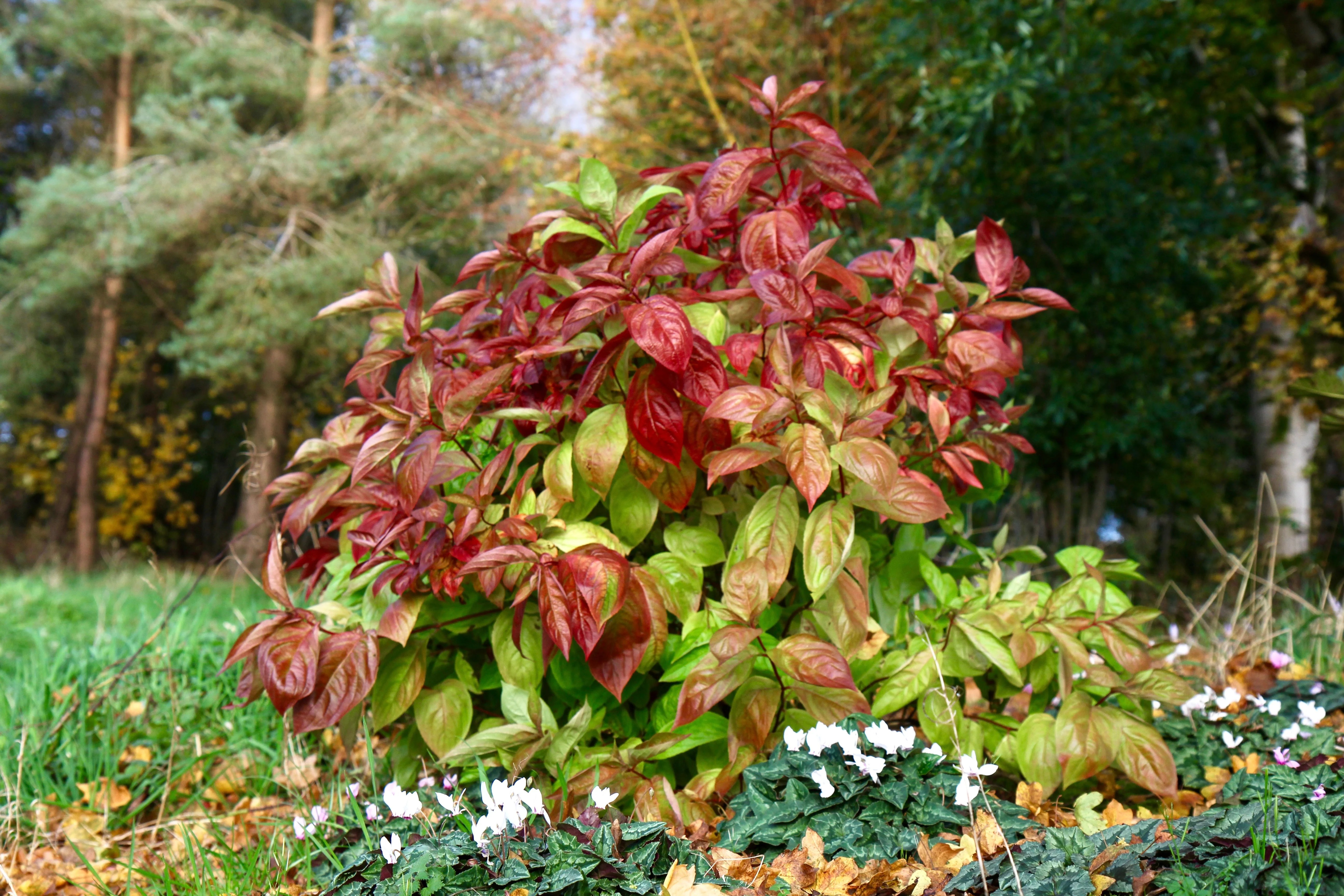 Weigela florida 'Wings of Fire' Ballyrobert Gardens