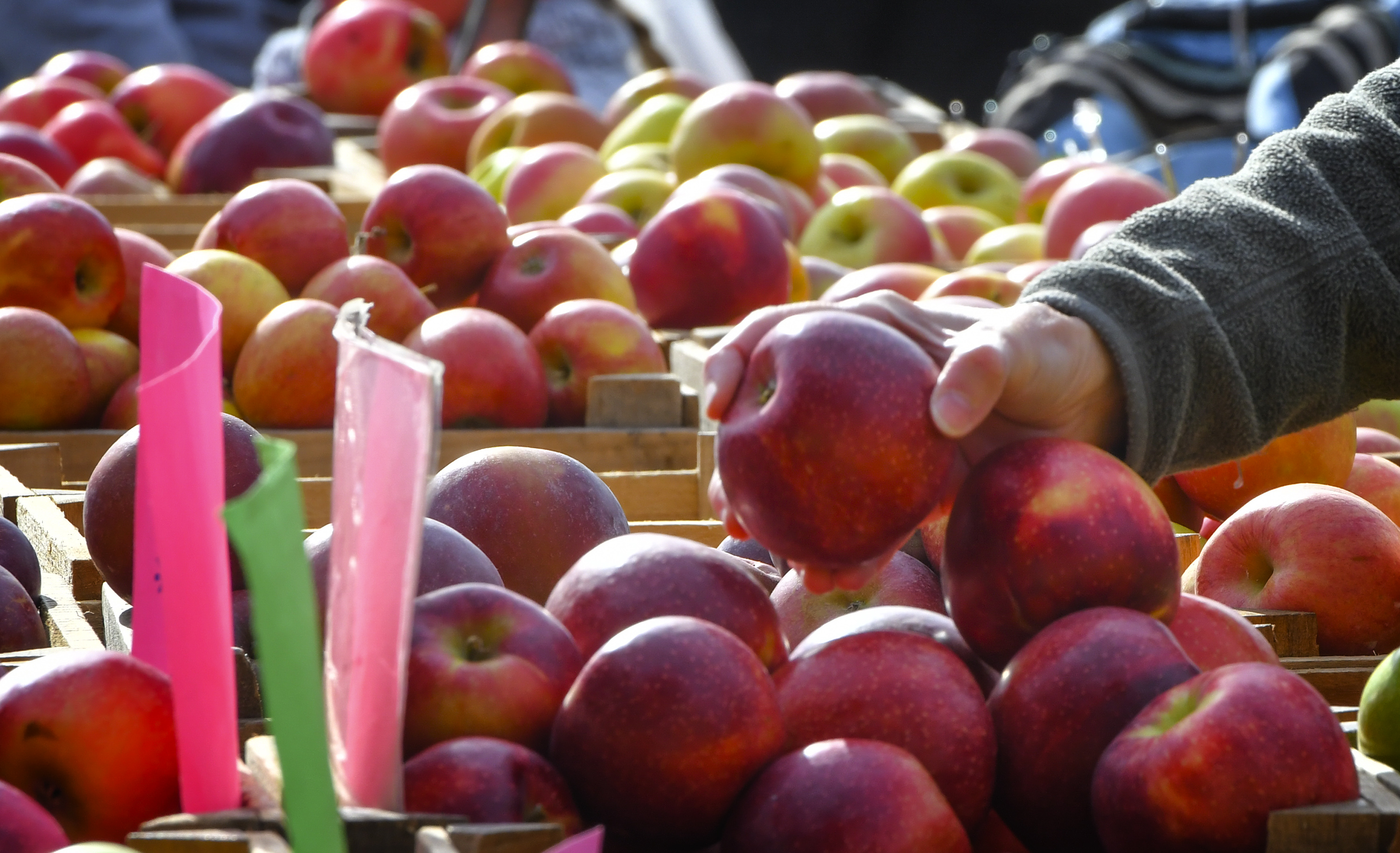 Sunday Farmers Market in Catonsville PHOTOS Baltimore Sun