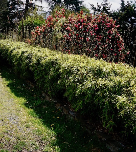 Fargesia rufa clumping bamboo for sale, Seattle WA — Bamboo Collective