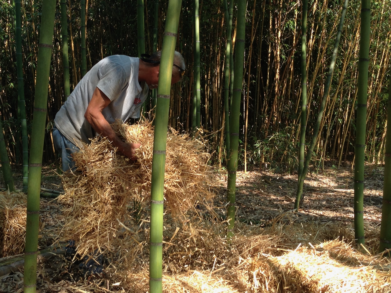 How To Plant Bamboo Farming USA