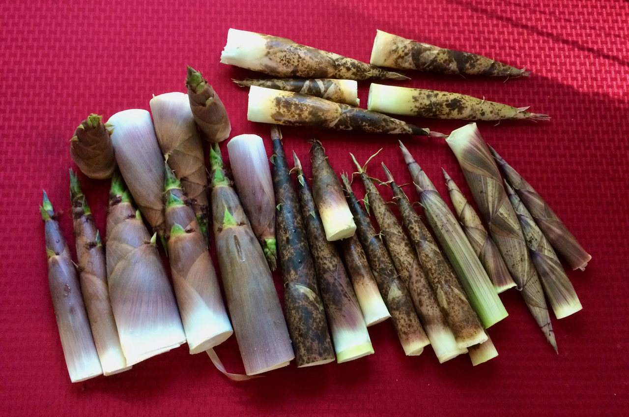 Bamboo Farming USA Bamboo Farming USA