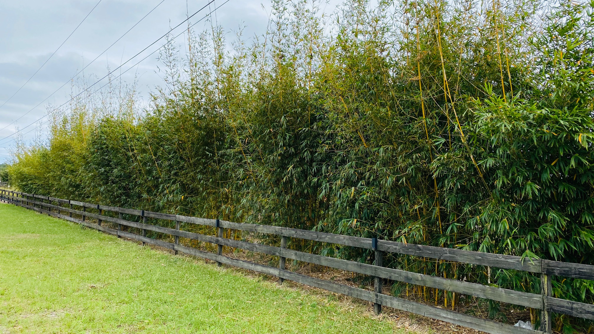 VARIETIES and PRICING | Bamboo Forever