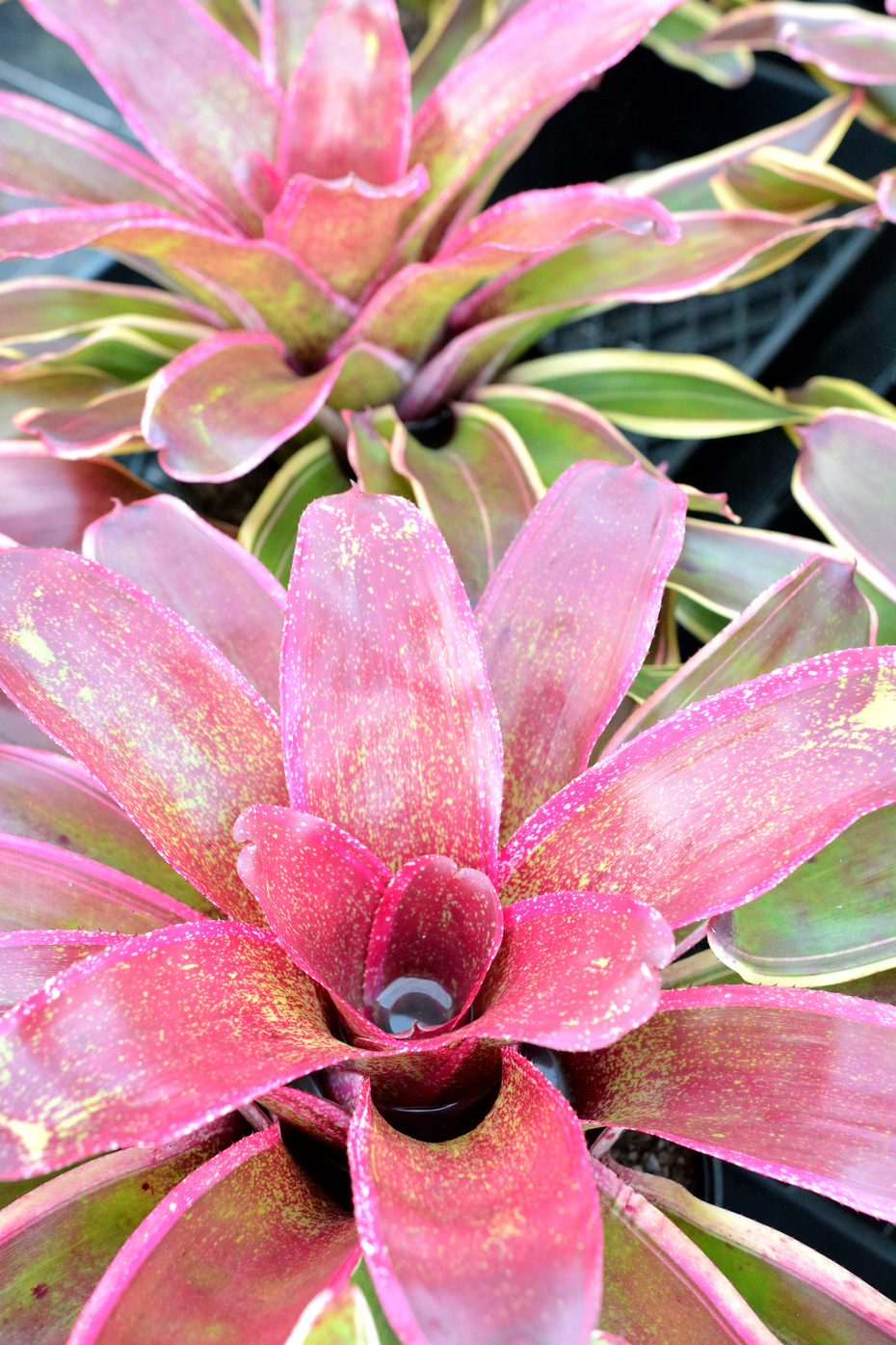 Neoregelia 'Cane Fire'