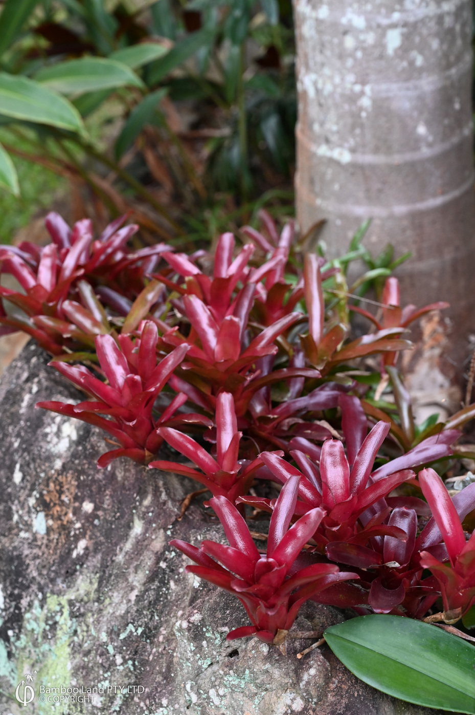 Neoregelia 'Fire Ball'