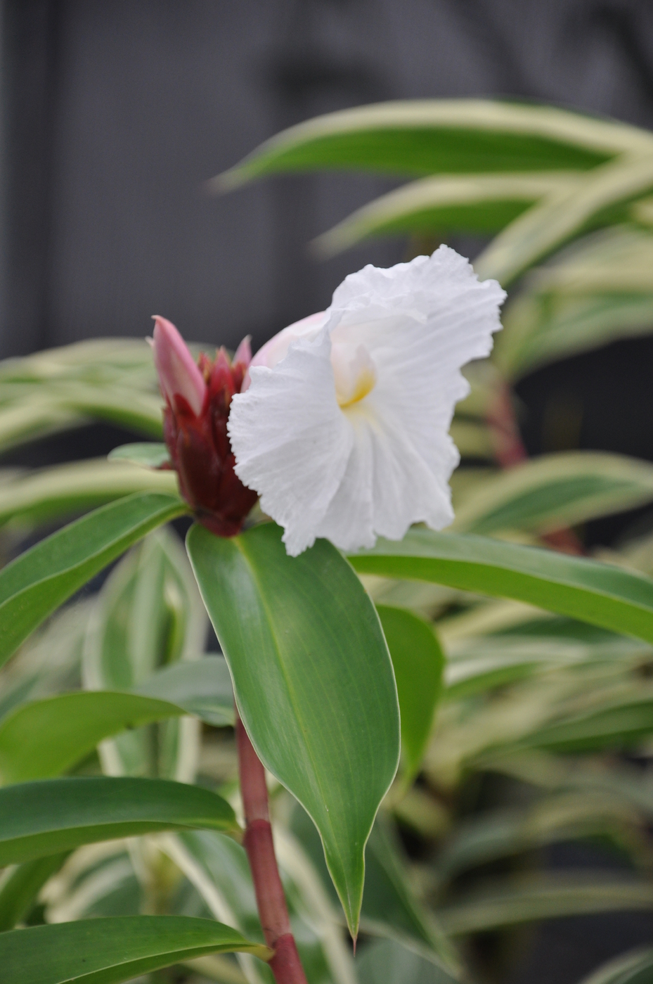 Cheilocostus speciosus 'Red Stem' Bamboo Land Nursery QLD Australia