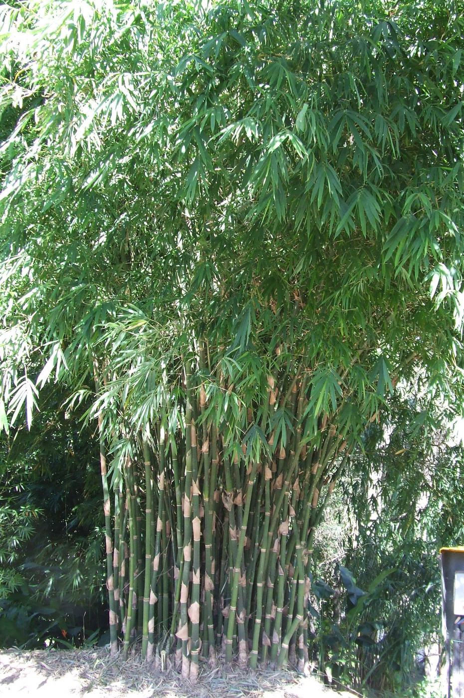 Bambusa nutans Bamboo Land Nursery QLD Australia