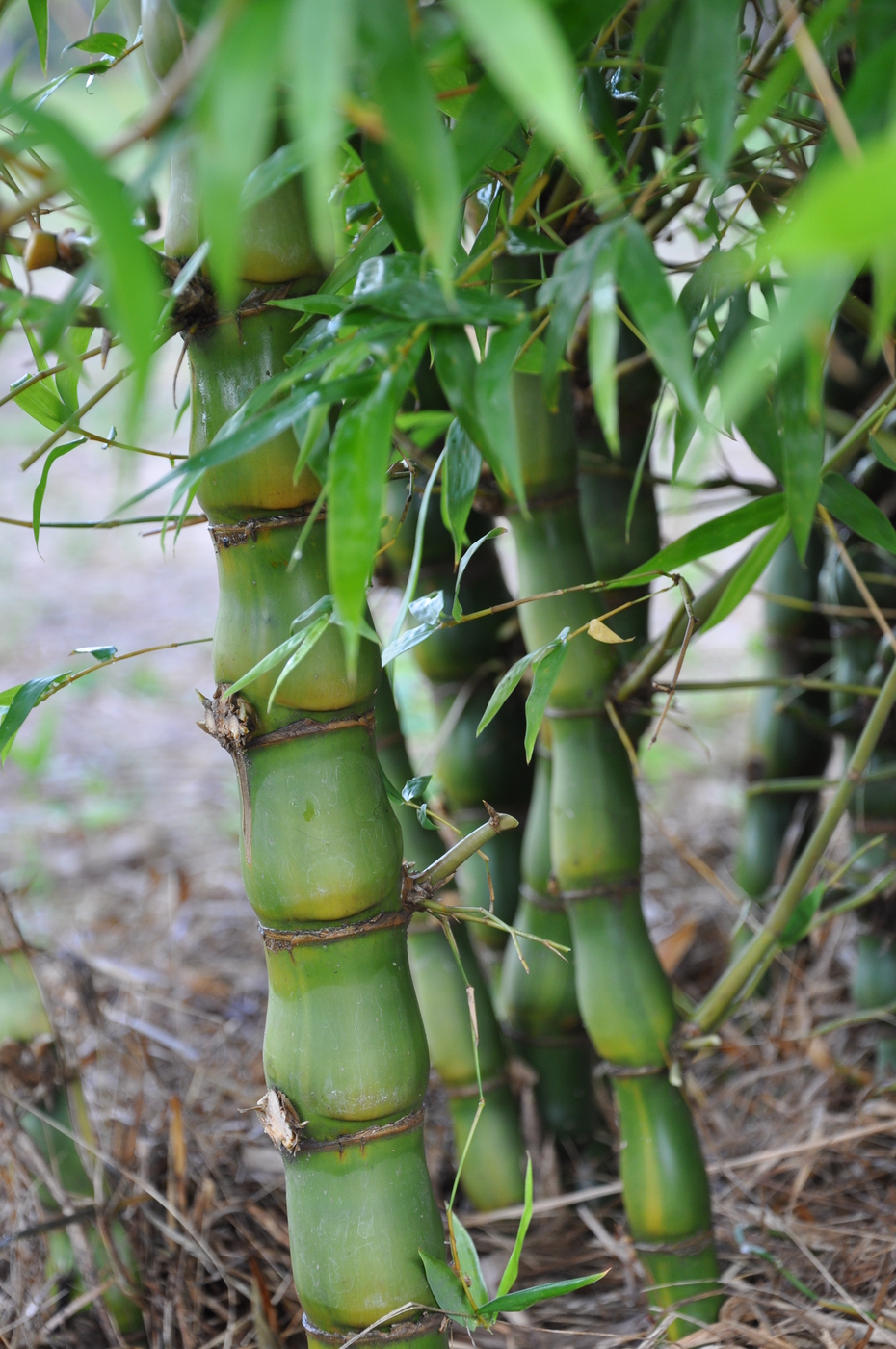 Bambusa ventricosa (Buddha's Belly) Bamboo Land Nursery QLD Australia