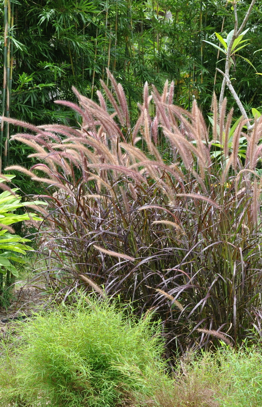 Pennisetum advena 'Rubrum' (Purple Fountain Grass)