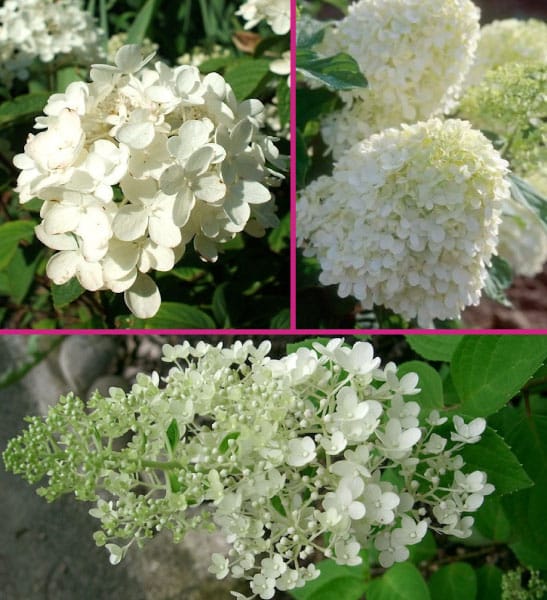 Hydrangea Collection BambooPlants.ca