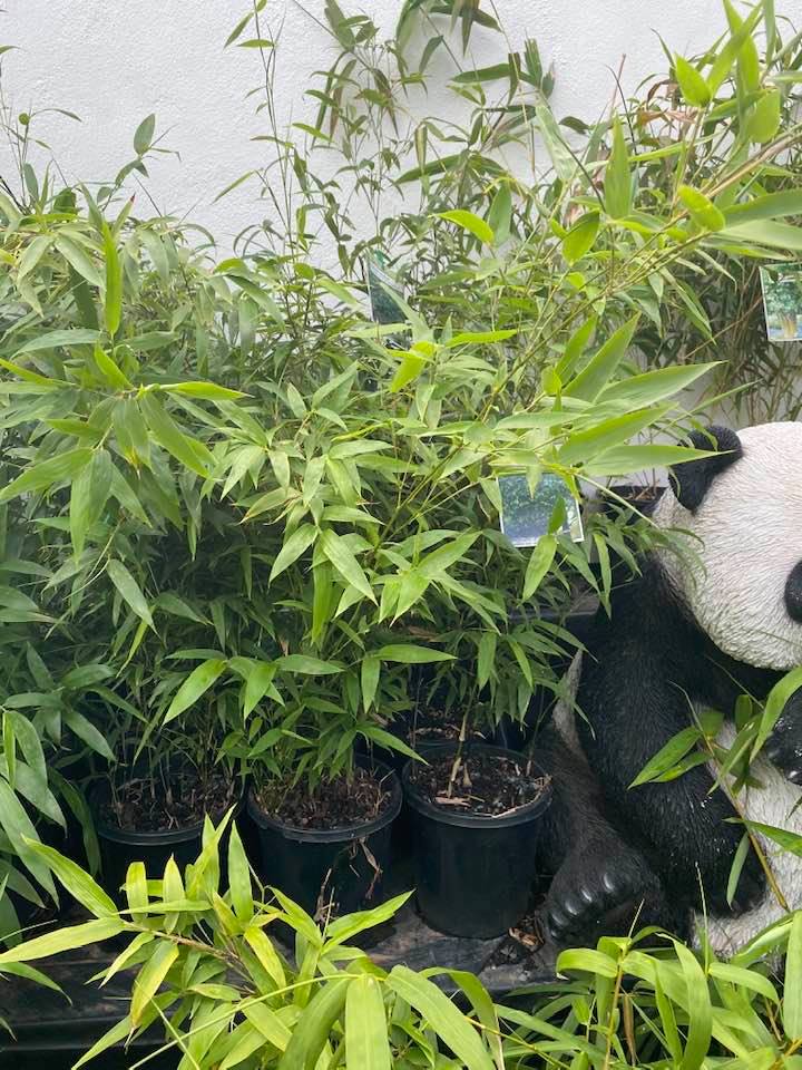 Phyllostachys Nigra Black Bamboo Plus