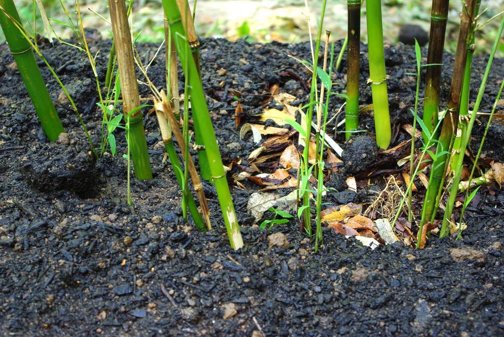 Bamboo protects environment BambuBuild
