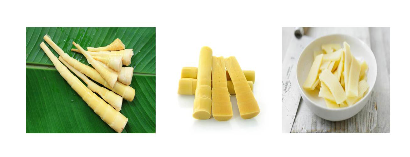 THE USES OF BAMBOO BambuBuild