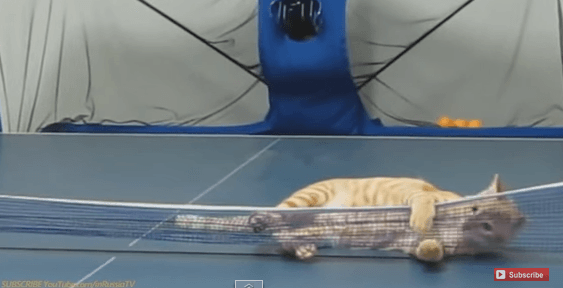 Honeycam GIF, WebP, and WebM formats