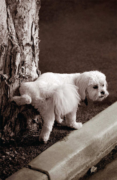 Transitioning dogs indoors Nishi Diaries