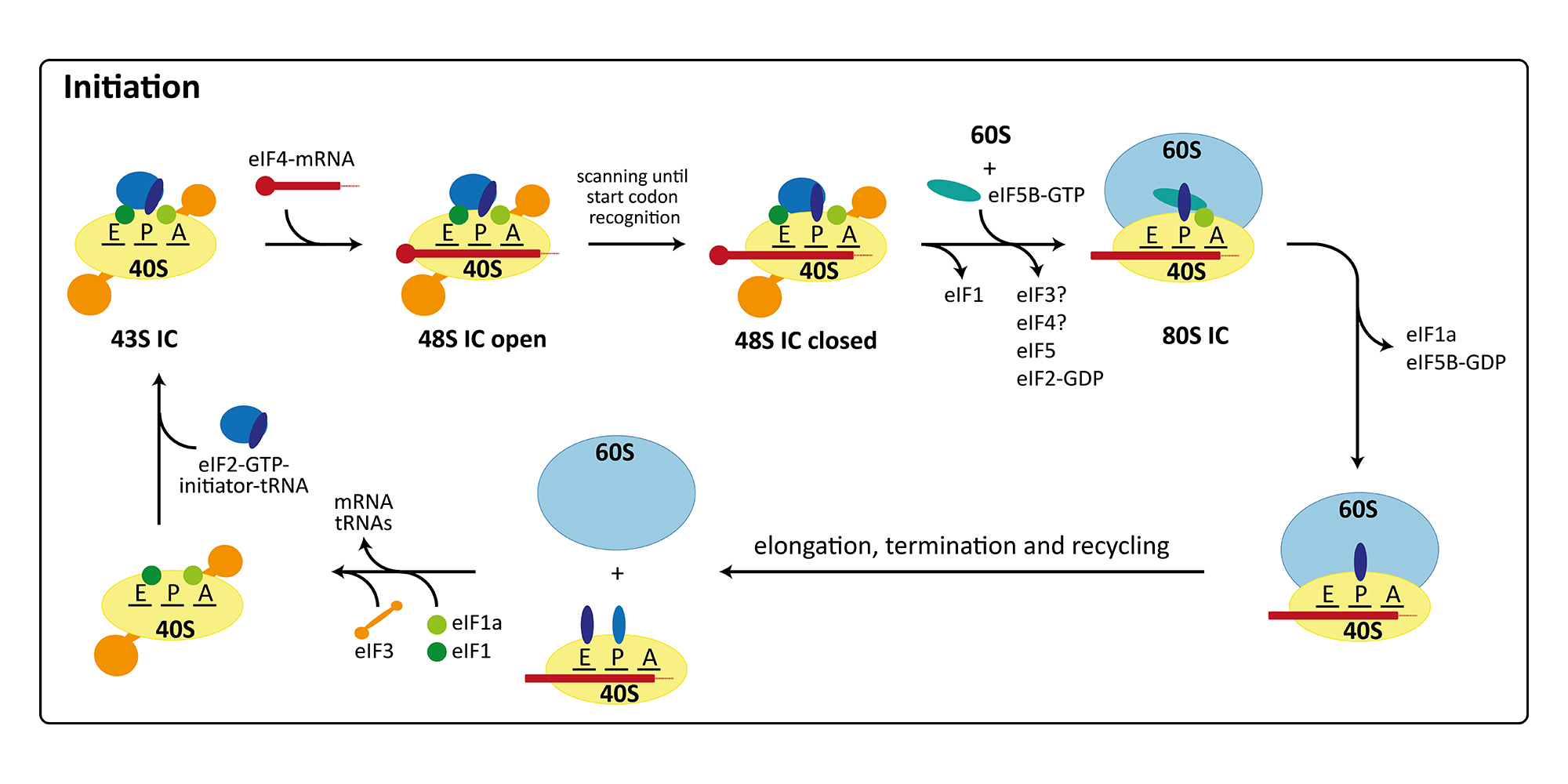 Eukaryotic Cytosolic Ribosomes The Ban Lab ETH Zurich