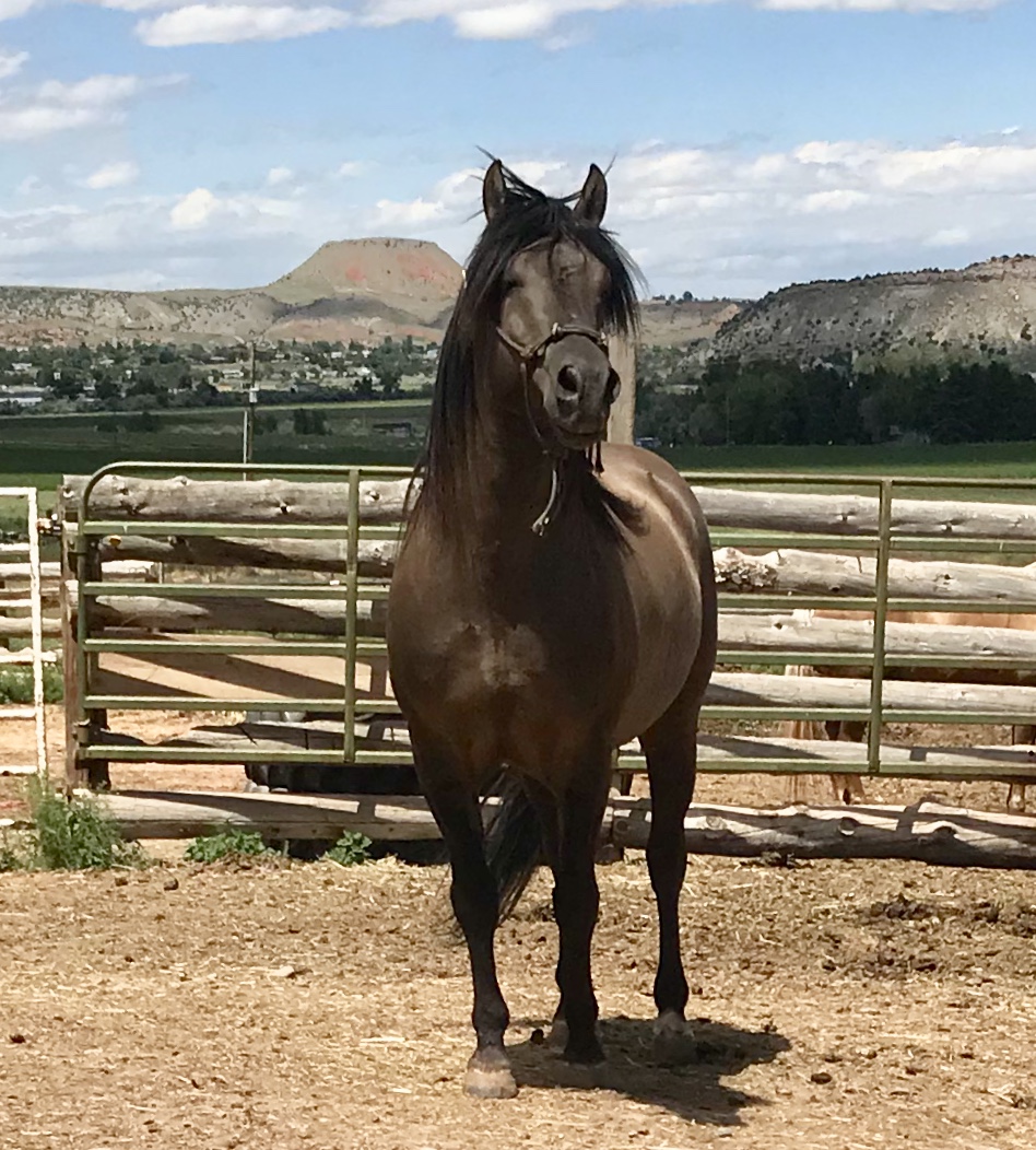 & Gaited Horses Wyoming Bar None Ranch