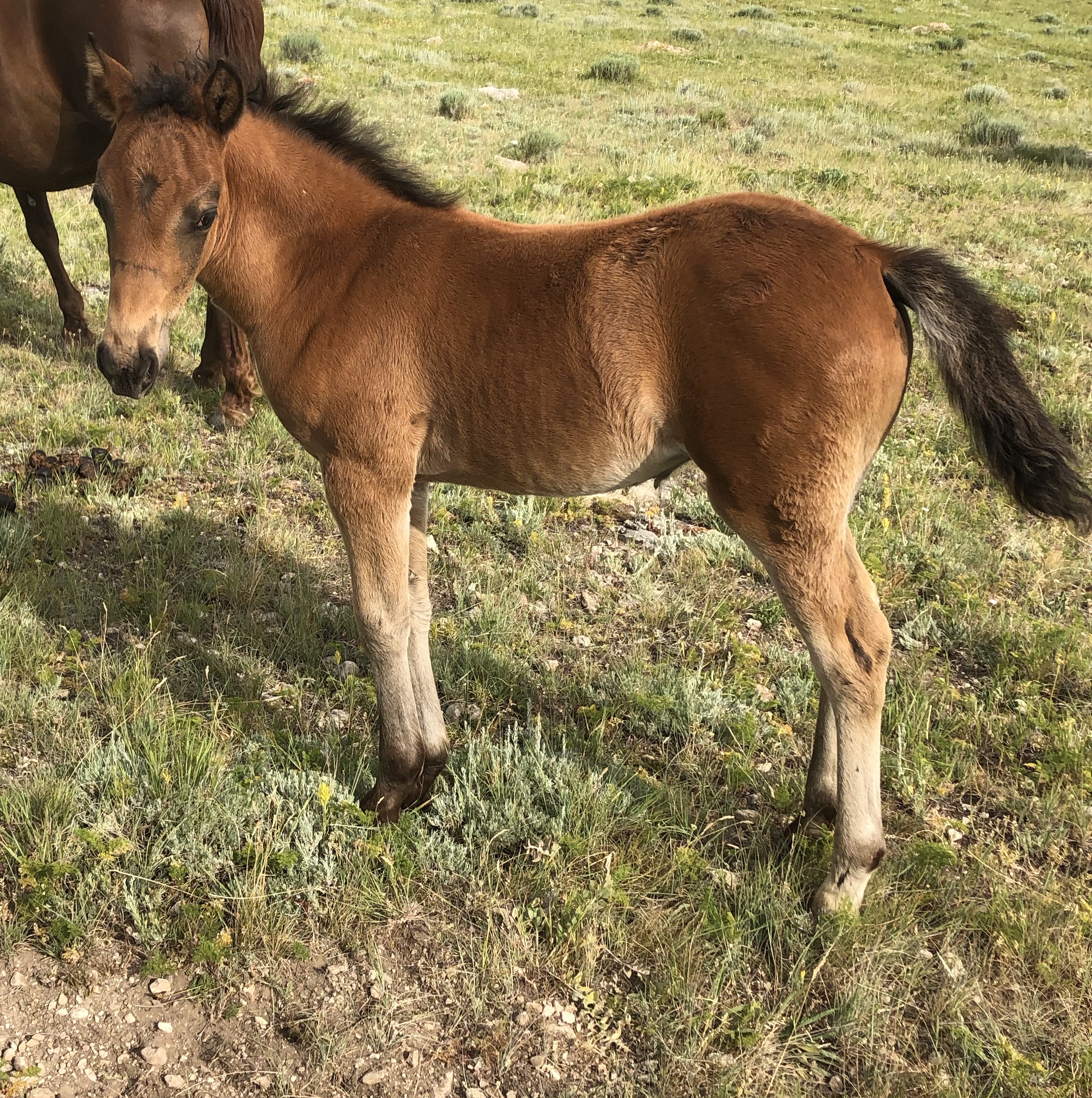 Fillies and Colts for Sale Bar None Ranch