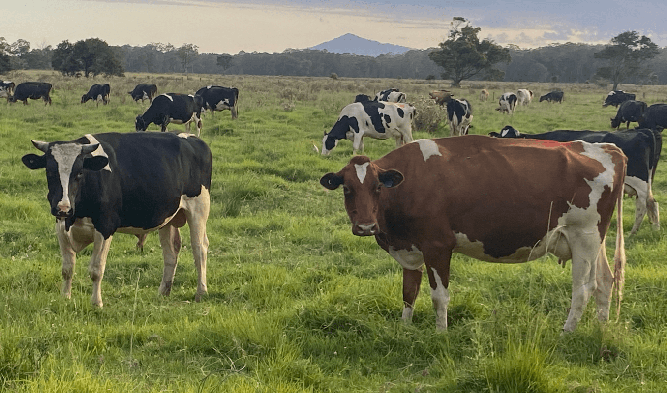 A Day In The Life Of An Organic Dairy Cow... Barambah Organics