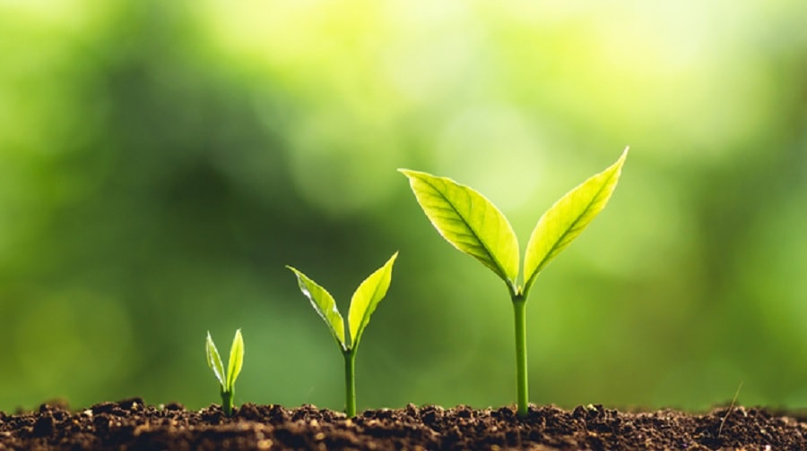 Santé Découvrez les 10 meilleures plantes qui nettoient