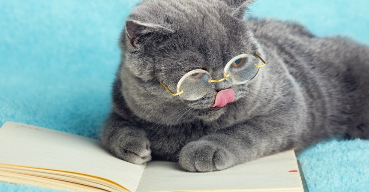 Cute Pictures of Cats with Glasses Bard Optical
