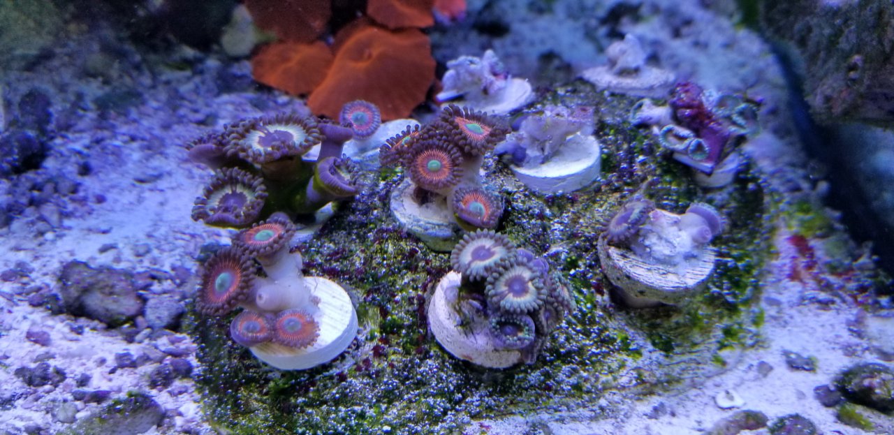 DBTC 2 types of zoas Bay Area Reefers BAR