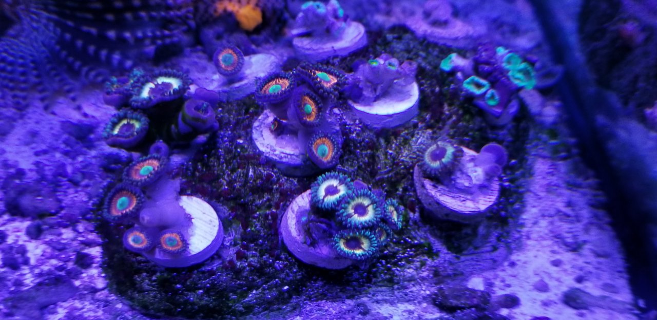 DBTC 2 types of zoas Bay Area Reefers BAR