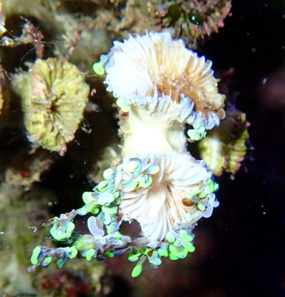 Dying hammer coral Bay Area Reefers BAR