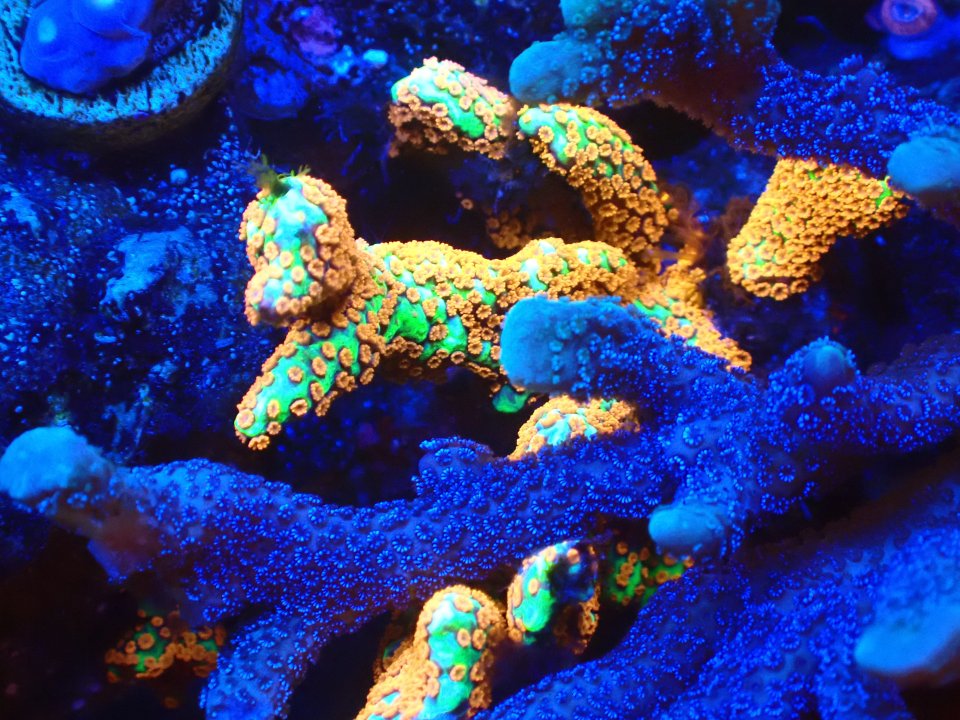 Best Underwater Aquarium P+S Macro camera