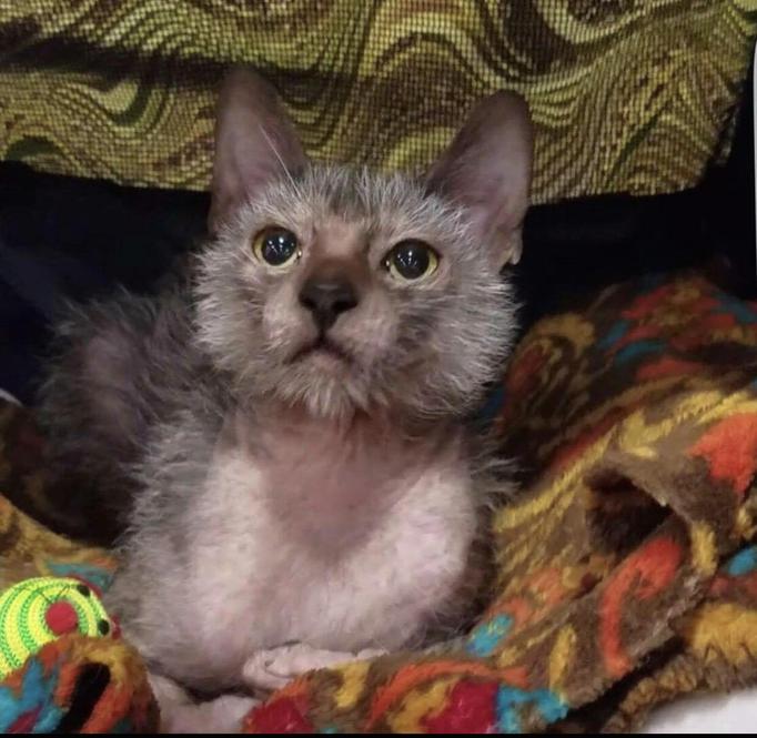 HomeBareenough Sphynx & Lykoi Cattery / Southern California