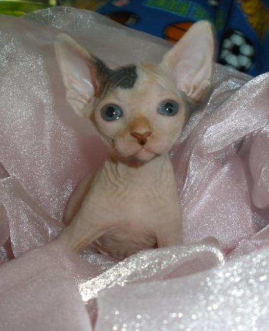 sphynx cat adoption san diego Annmarie Rollins